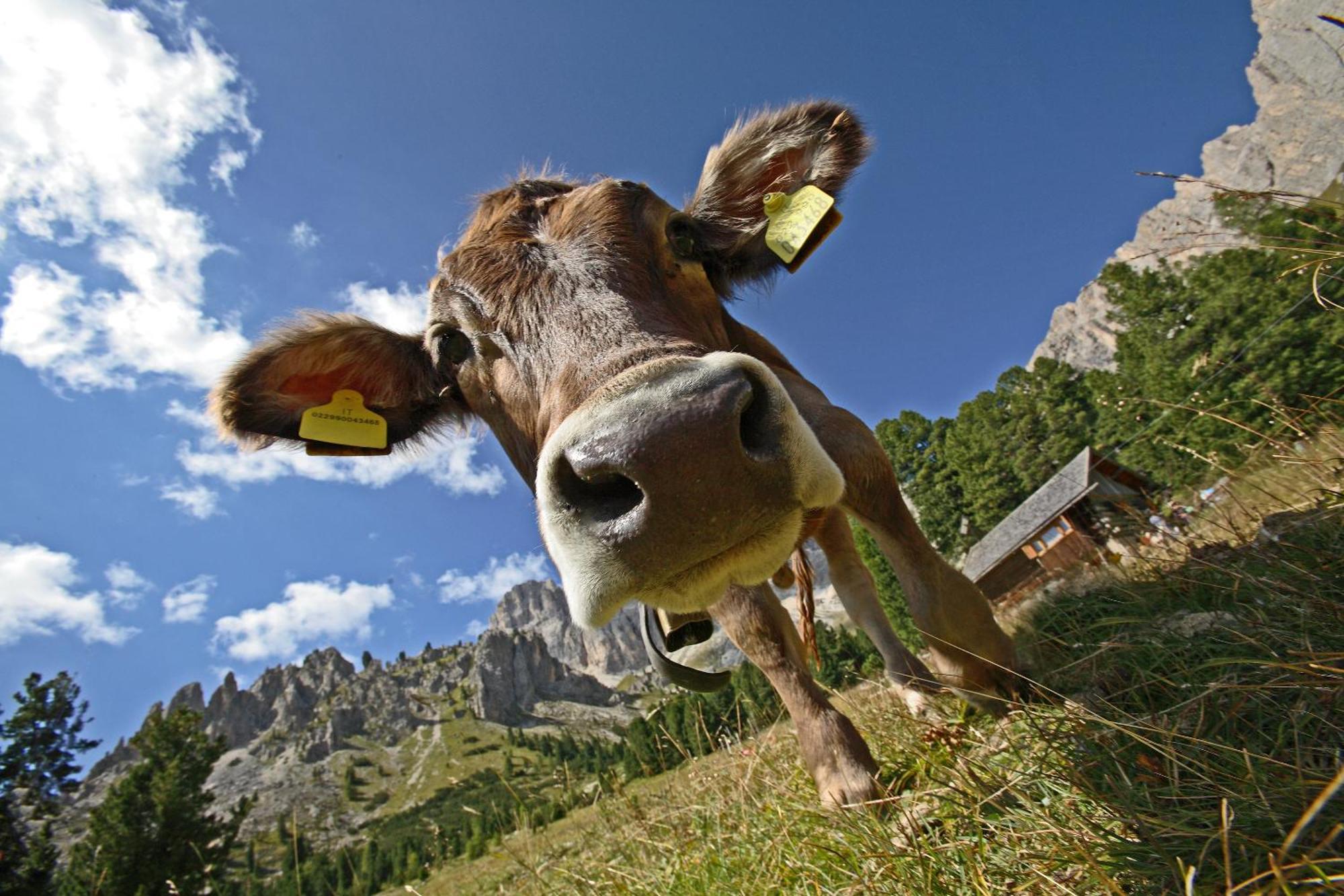 Hotel Diamant Park Campitello di Fassa Kültér fotó